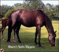Ravens Satin Slipper - daughter of The Midnight Raven and grand daughter of Merry Night Cap.